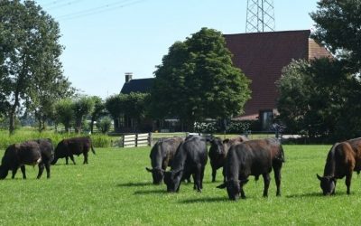 Bedrijfsreportage Frysk Black Angus in Nieuwe Oogst