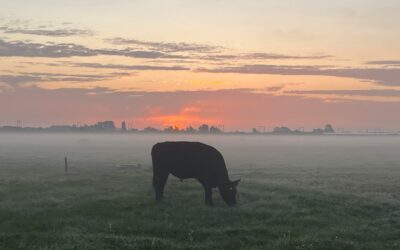 Waarom grasgevoerd rundvlees?